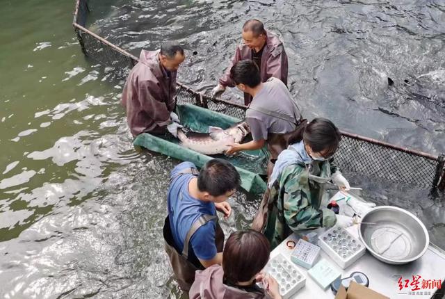 四川“隐藏”特产鱼子酱这样炼成：鱼只喝冰川水，全麻B超体检，还能出省“度假”